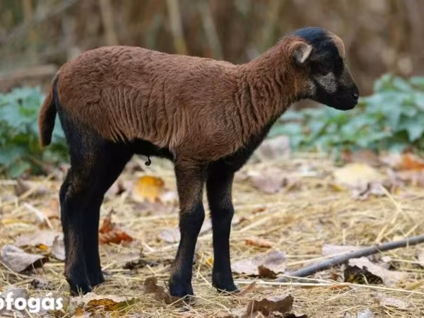Juh, Cameroon sheep — Magyarország