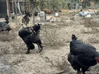 Chickens — الصورة 2