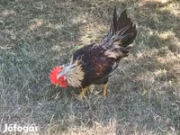Chickens — photo 3