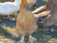 Brahma — foto 7