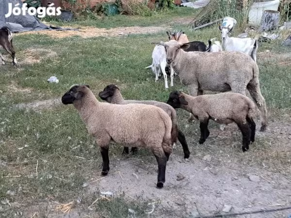 Schaf, Schafe — Ungarn