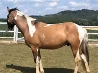 حصان, الخيول — الصورة 3