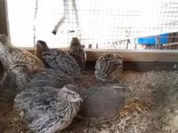 Quails — photo 5