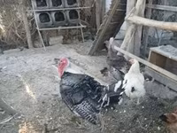 Turkeys — photo 4