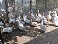 Ducks — फ़ोटो 4