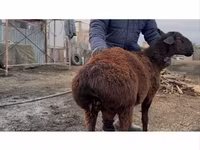Carnero, Hissar sheep — foto 1