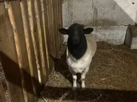 Sheep, Dorper sheep — photo 2