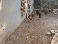Chickens — الصورة 3