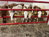 Bydło (partia, płeć nieokreślona), Simmental cattle — zdjęcie 1
