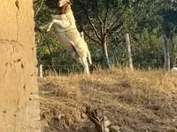 Kos, Dorper sheep — 3. fotó