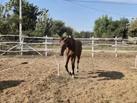 公马, Horses — 照片 3