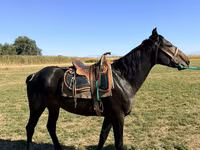 Cavalo, Karachay horse — foto 3