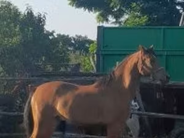 Mare, Arabian horse