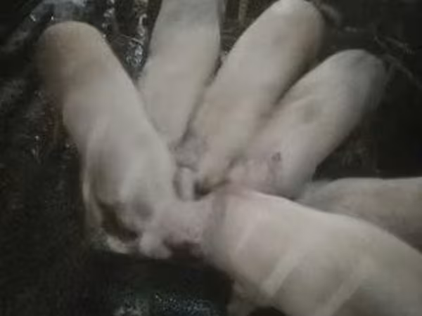 Schweine (Partie, Geschlecht nicht angegeben),  — Ungarn