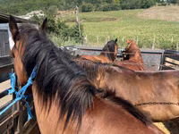 Jument, Chevaux — photo 1
