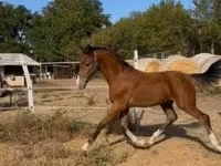 公马, Dutch warmblood horse — 照片 1