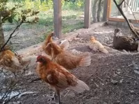 Chickens — foto 2