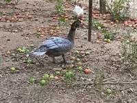 Ducks — foto 2
