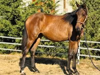 Yegua, Hungarian horse breed — foto 3