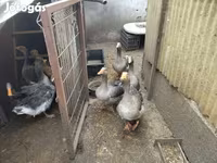 Geese — 3. fotó