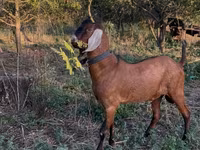 Bode, Nubian Goat — foto 3