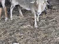 Schaf, Schafe — Foto 1