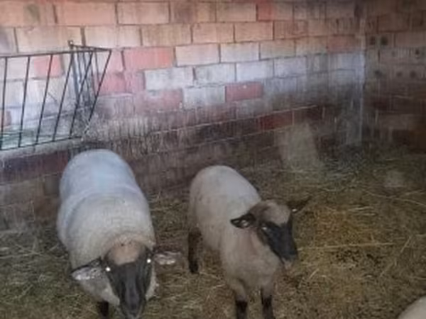 Oveja, White Suffolk sheep — Hungría