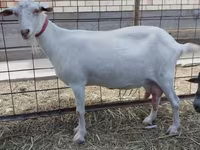 Chèvre, Saanen goat — photo 1