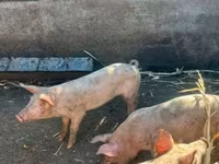Boar, Крупная белая — photo 3