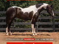 घोड़ा, Friesian — फ़ोटो 1
