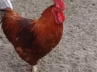 Chickens — photo 2