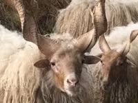 Schaf, Racka sheep — Foto 5