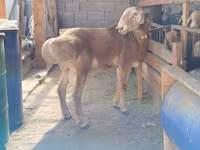 Qoç, Arashan sheep — foto 2