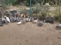 Guinea fowl — 2. fotó