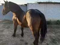 Kanca, Hungarian horse breed — 2. fotó
