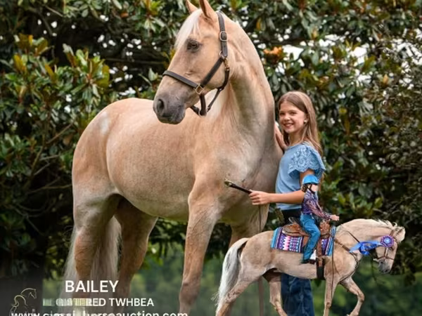 घोड़ी, Palomino