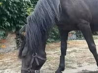 घोड़ी, Hucul pony — फ़ोटो 4