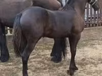 Бие, Friesian — 1-сурет