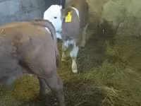 ثور, Simmental cattle — الصورة 6