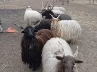 Ram, Racka sheep — photo 1
