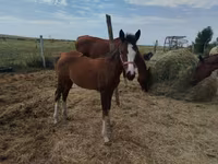 Бие, Hungarian horse breed — 1-сурет