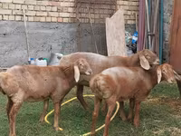 Juh, Arashan sheep — 3. fotó