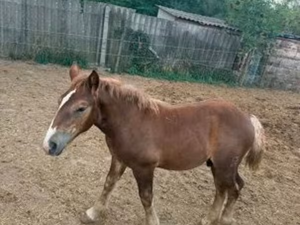 Caballo, Hungarian horse breed