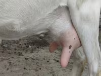 Cabra, Saanen goat — foto 7