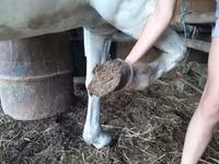母马, Hungarian horse breed — 照片 4