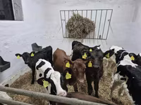 Býk, Russian Black pied cattle — foto 4