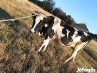 Bull, Simmental cattle — photo 6