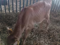 Bull, Cattle — photo 3