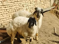 भेड़, भेड़ — फ़ोटो 2