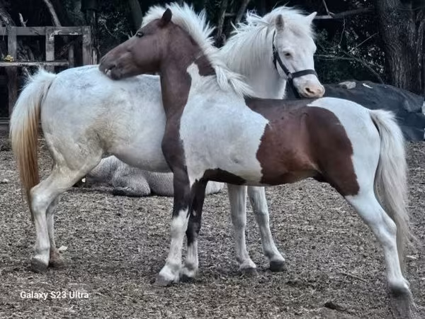 Stute, Welsh Mountain Pony — Ungarn